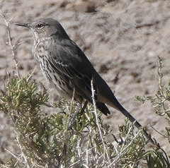 Oreoscoptes montanus