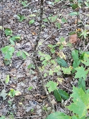 Betula alleghaniensis