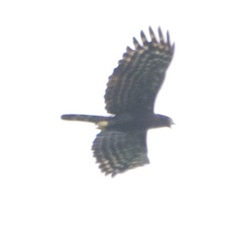Spizaetus tyrannus