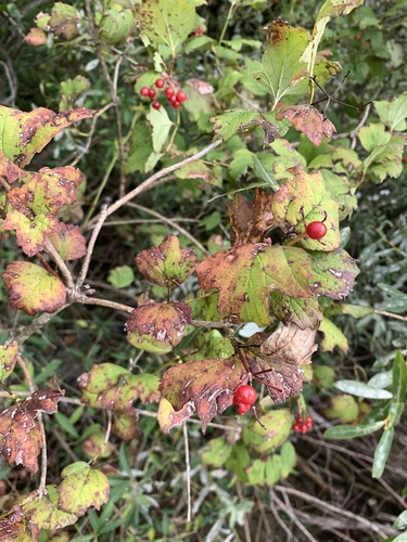 kalina obyčajná (Viburnum opulus)