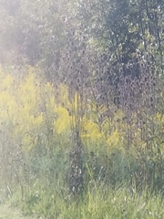Solidago
