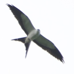 Elanoides forficatus