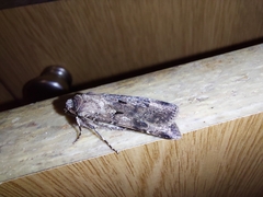Agrotis trux