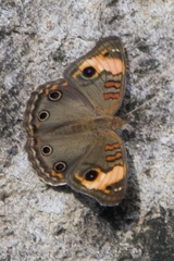 Junonia