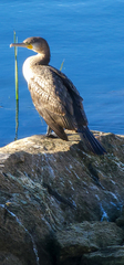 Phalacrocorax carbo