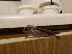Agrotis trux