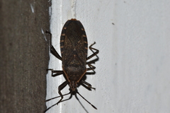 Anasa tristis
