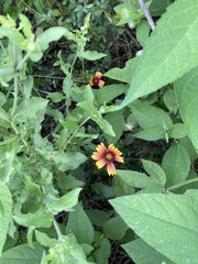 Gaillardia