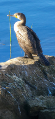 Phalacrocorax carbo