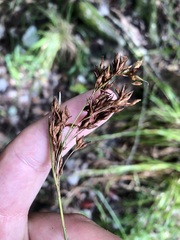 Rhynchospora odorata