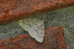 Nepytia pellucidaria