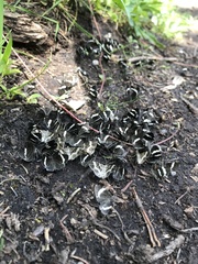 Trichodezia albovittata