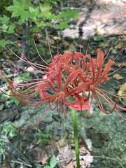 Lycoris