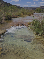 Cyprinella proserpina