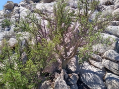 Bursera microphylla