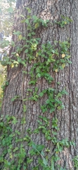 Euonymus fortunei