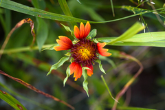 Gaillardia