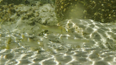 Cyprinella proserpina