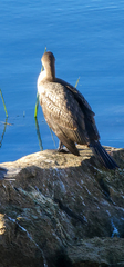 Phalacrocorax carbo
