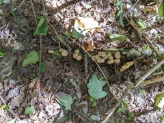 Apioperdon