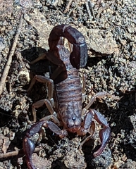 Vaejovis carolinianus