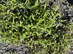 Persicaria amphibia