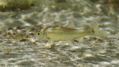 Notropis braytoni
