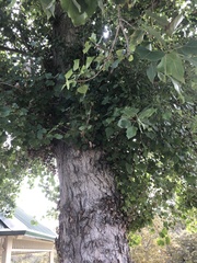 Populus fremontii