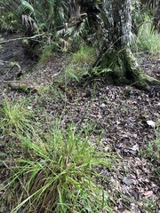 Rhynchospora odorata