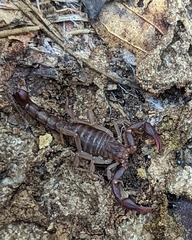 Vaejovis carolinianus