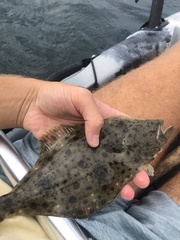 Paralichthys californicus