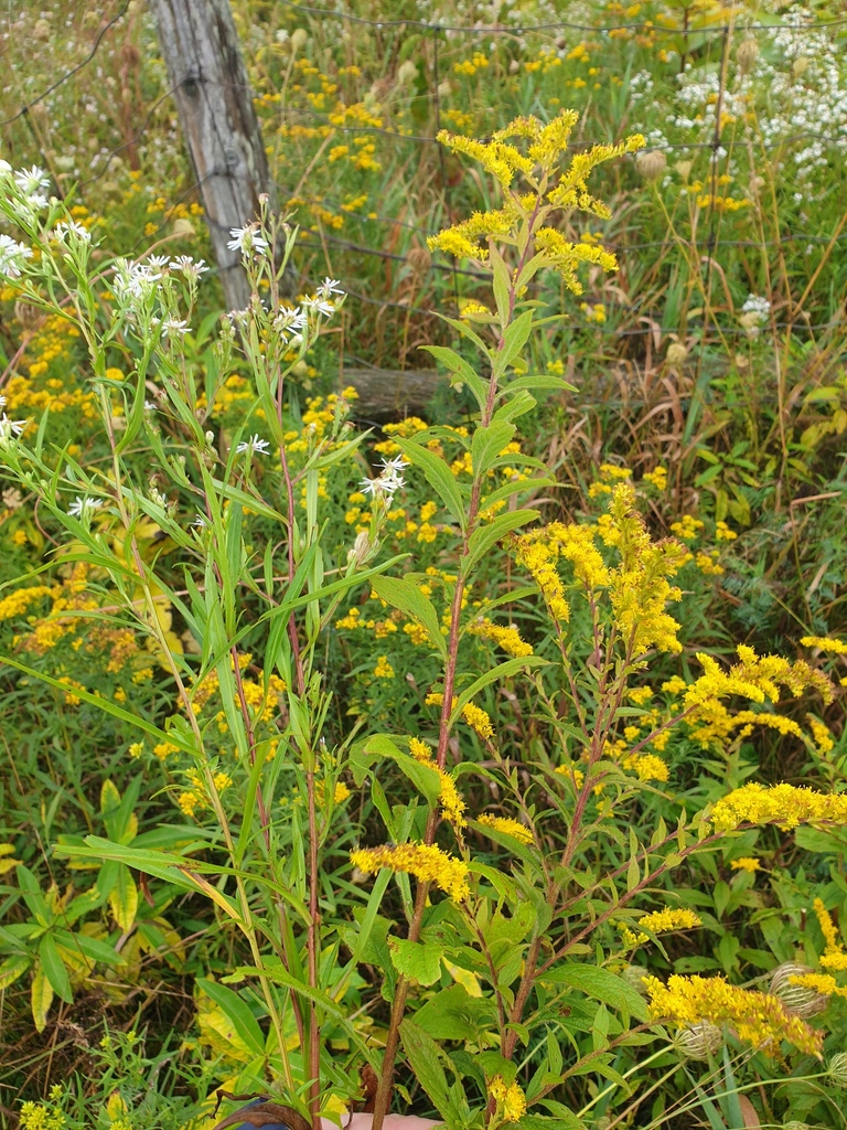 common wrinkle-leaved goldenrod from Comté de Dufferin, ON, Canada on ...