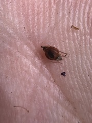 Rhynchospora odorata