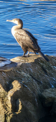 Phalacrocorax carbo