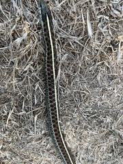Thamnophis elegans terrestris