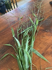 Paspalum langei