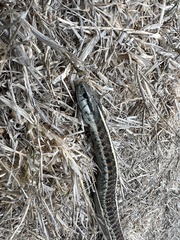 Thamnophis elegans terrestris
