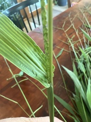 Paspalum langei