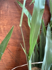 Paspalum langei