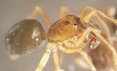 Typhochrestus digitatus