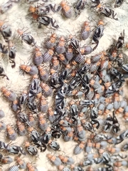 Cerastipsocus trifasciatus