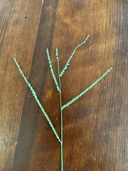 Paspalum langei