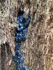 Pantherophis alleghaniensis