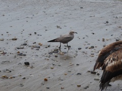 Leucophaeus modestus