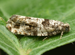 Celypha