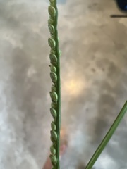 Paspalum langei