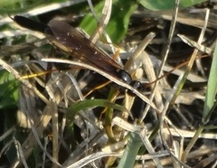 Therion circumflexum