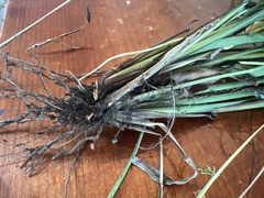 Paspalum langei