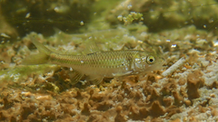Cyprinella proserpina