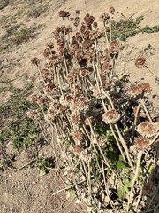 Eriogonum latifolium